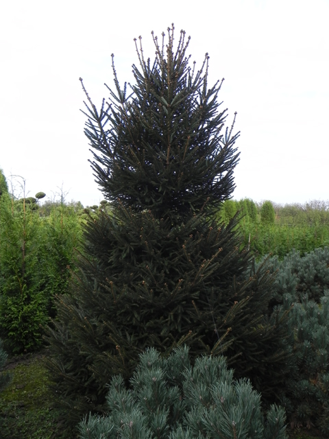 Picea abies 'Filip's Mystic Black'